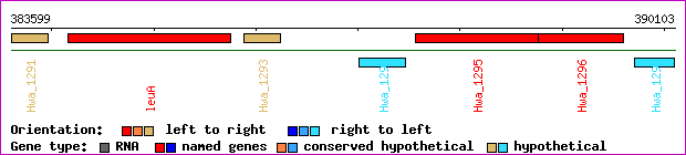 gene map