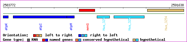 gene map