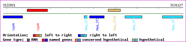 gene map
