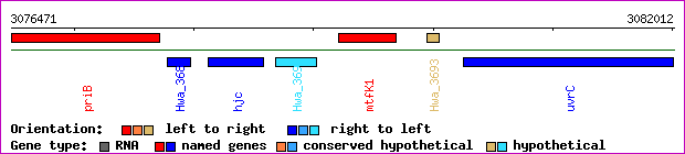gene map