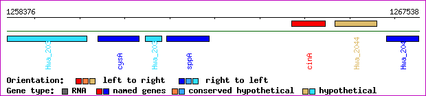 gene map