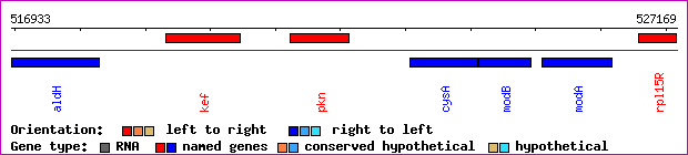 gene map