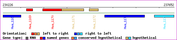gene map