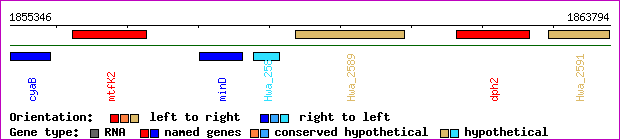 gene map