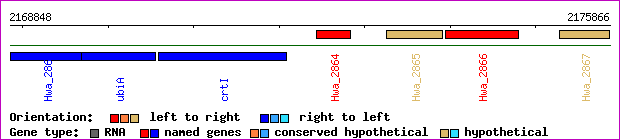 gene map