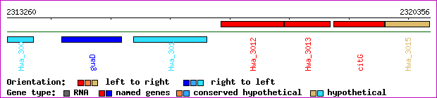 gene map