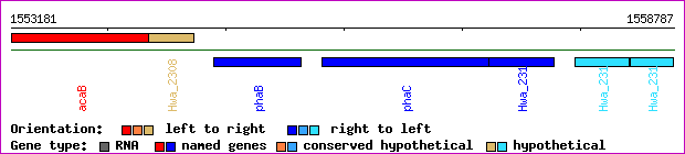 gene map