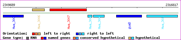 gene map