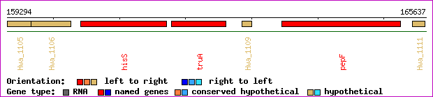 gene map
