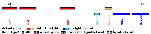 gene map