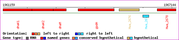 gene map