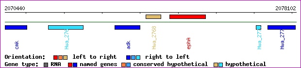 gene map