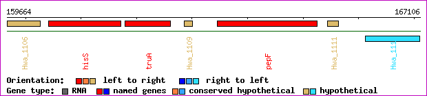 gene map