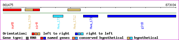 gene map