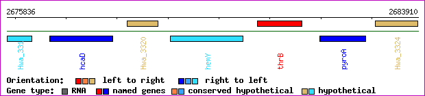 gene map