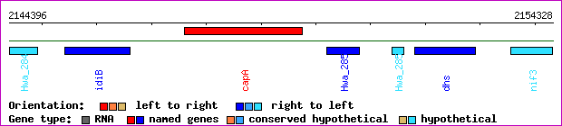 gene map