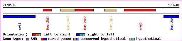 gene map