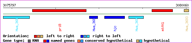 gene map