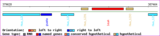 gene map