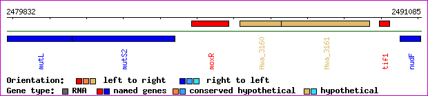 gene map