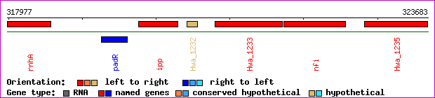 gene map