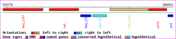 gene map