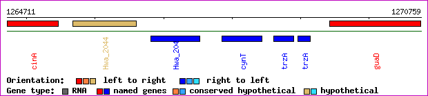gene map