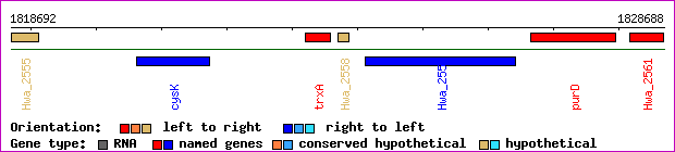 gene map