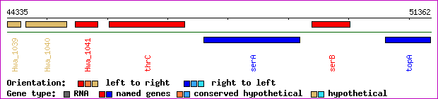 gene map