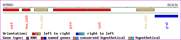 gene map