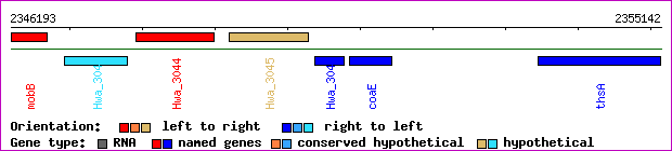 gene map