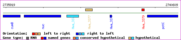 gene map