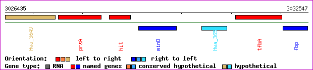 gene map