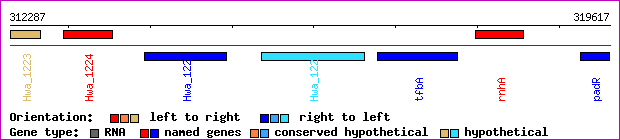 gene map