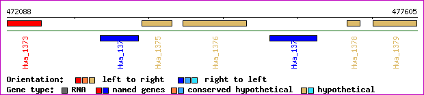 gene map