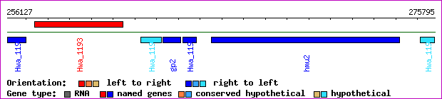 gene map