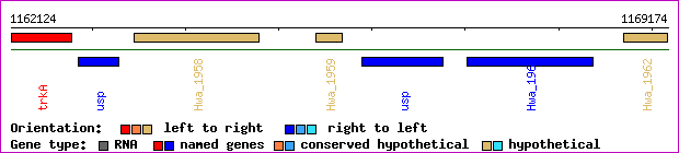 gene map