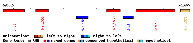 gene map