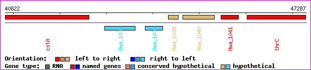 gene map