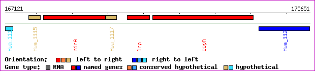 gene map