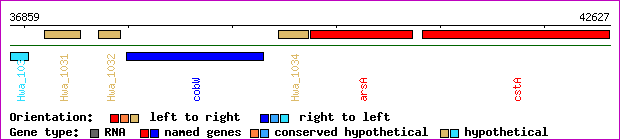 gene map