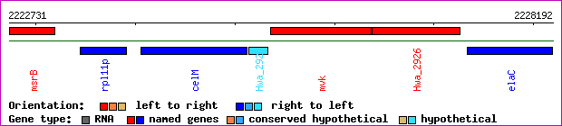 gene map