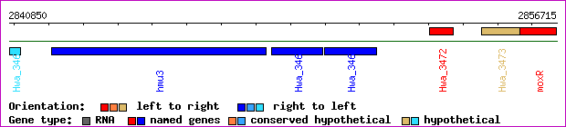 gene map