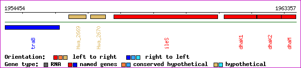 gene map