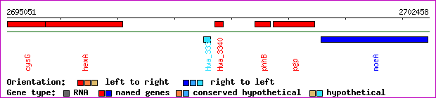 gene map