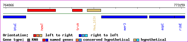 gene map