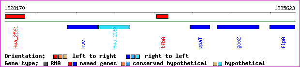 gene map
