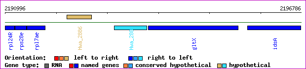 gene map