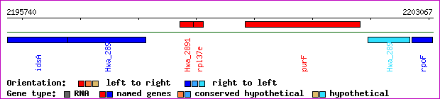 gene map