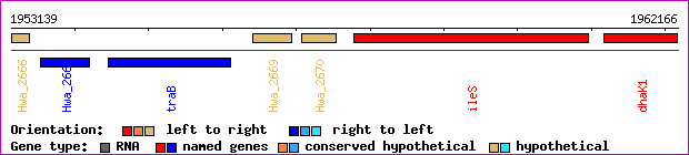 gene map